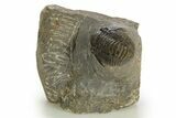 Detailed Proetid (Gerastos) Trilobite Fossil - Morocco #331968-3
